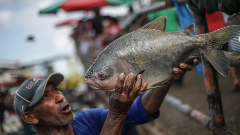 Tambaqui ameaçado de extinção: governo descarta proibição da pesca e venda do peixe