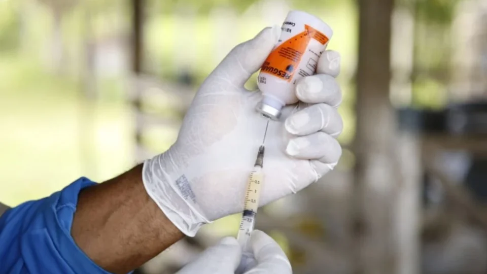 Brasil recebe 14,5 milhões de doses de vacinas contra clostridioses; 67% são importadas