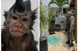 Macaco-prego invade casas, ingere álcool e medicamentos e deixa cinco feridos na Bahia