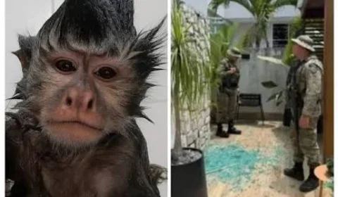 Macaco-prego invade casas, ingere álcool e medicamentos e deixa cinco feridos na Bahia