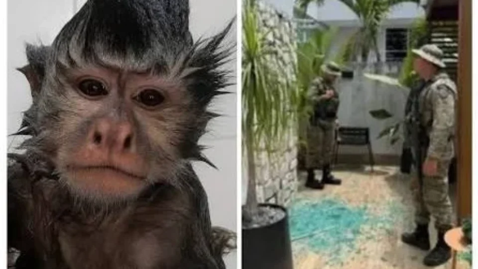 Macaco-prego invade casas, ingere álcool e medicamentos e deixa cinco feridos na Bahia
