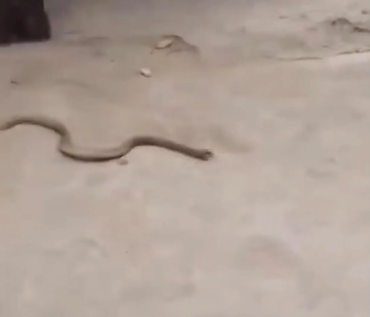 Apesar da experiência com o resgate de animais venenosos, o homem não conseguiu evitar o ataque.