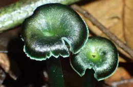 Cogumelos verdes raros são descobertos na Amazônia e ainda são mistério para cientistas