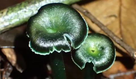 Cogumelos verdes raros são descobertos na Amazônia e ainda são mistério para cientistas