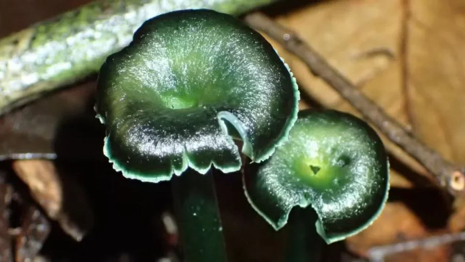 Cogumelos verdes raros são descobertos na Amazônia e ainda são mistério para cientistas