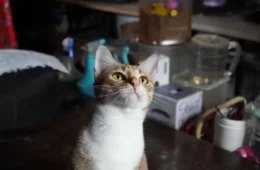 Polícia prende quadrilha suspeita de roubar 2,7 mil gatos para consumo no Vietnã