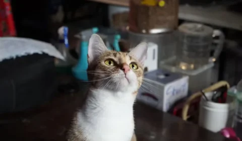 Polícia prende quadrilha suspeita de roubar 2,7 mil gatos para consumo no Vietnã