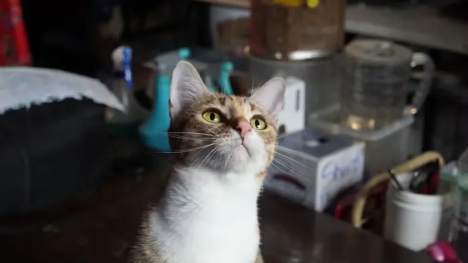 Polícia prende quadrilha suspeita de roubar 2,7 mil gatos para consumo no Vietnã
