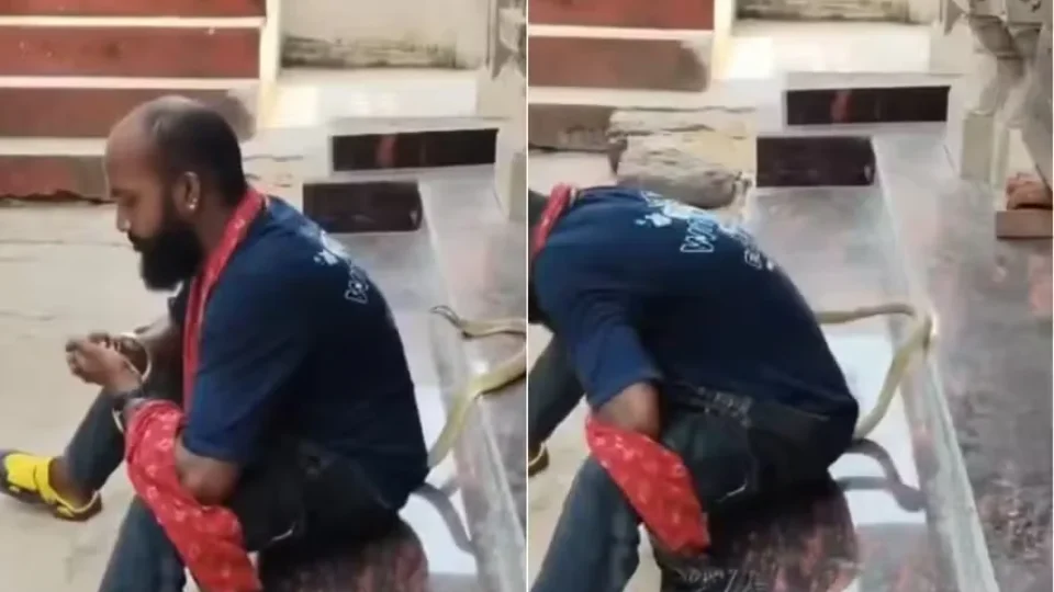 Homem morre após ser picado por cobra venenosa enquanto gravava vídeo na Índia