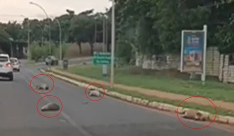 Quatro capivaras são encontradas mortas em via do Lago Sul, no Distrito Federal