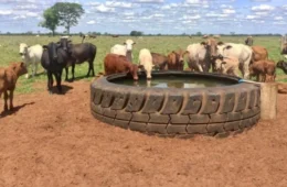 Bebedouro artificial pode fazer gado ganhar até 225 gramas a mais por dia
