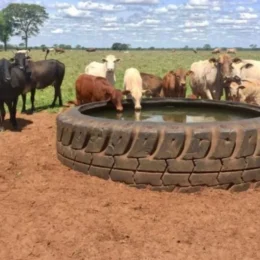 Bebedouro artificial pode fazer gado ganhar até 225 gramas a mais por dia