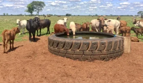 Bebedouro artificial pode fazer gado ganhar até 225 gramas a mais por dia