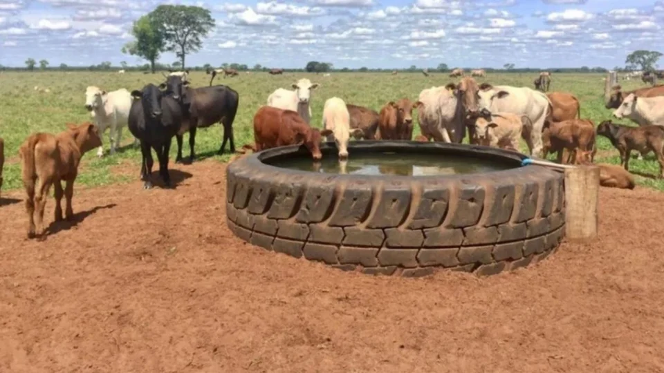 Bebedouro artificial pode fazer gado ganhar até 225 gramas a mais por dia
