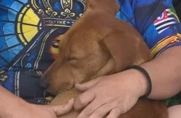 Cachorro caramelo acompanha romeiros na Dutra e ganha uma família durante peregrinação a Aparecida