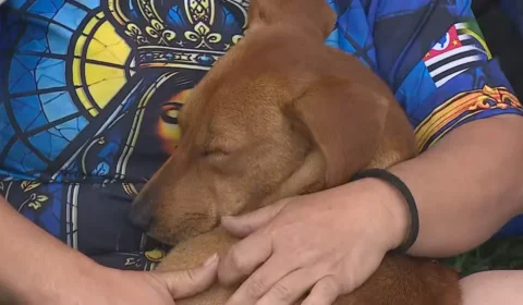 Cachorro caramelo acompanha romeiros na Dutra e ganha uma família durante peregrinação a Aparecida