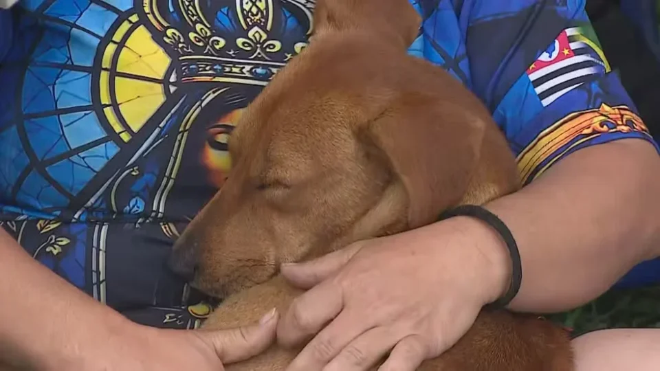 Cachorro caramelo acompanha romeiros na Dutra e ganha uma família durante peregrinação a Aparecida