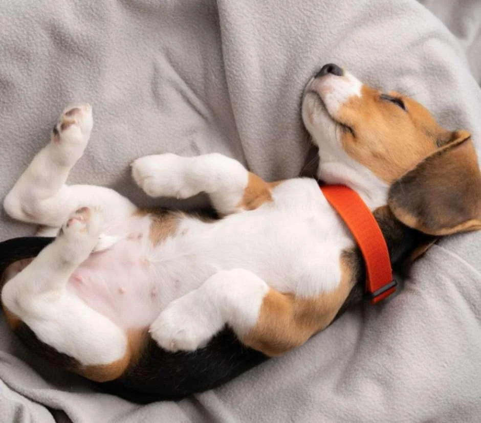 cachorro dormindo 2