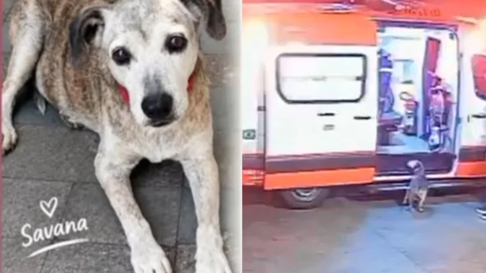 Cachorrinha de 17 anos que desapareceu após entrar em ambulância do Samu é encontrada em SP