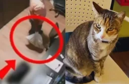 Homem é preso suspeito de matar gata comunitária Camila Regina em Alagoas