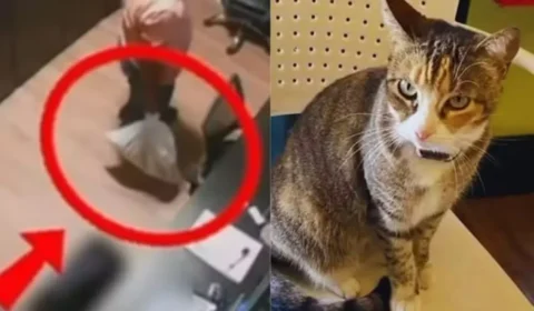 Homem é preso suspeito de matar gata comunitária Camila Regina em Alagoas