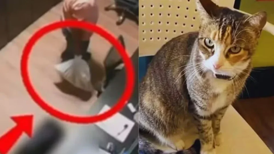 Homem é preso suspeito de matar gata comunitária Camila Regina em Alagoas