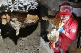 Cadela fica presa em concreto a 1 metro de profundidade e é resgatada após 7 horas