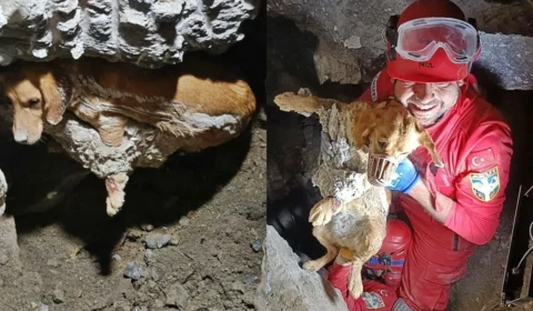 Cadela fica presa em concreto a 1 metro de profundidade e é resgatada após 7 horas