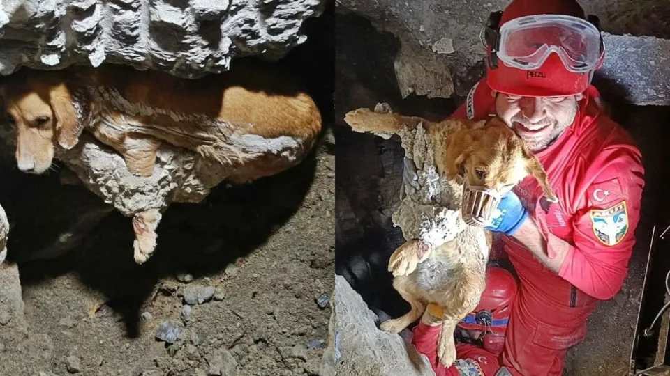 Cadela fica presa em concreto a 1 metro de profundidade e é resgatada após 7 horas