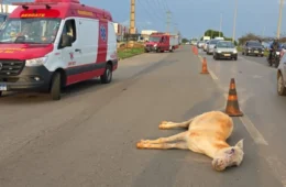 Motociclista fica ferido após colisão com cavalo na BR-060; animal morre