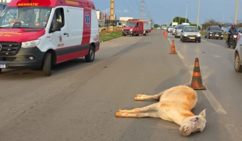 Motociclista fica ferido após colisão com cavalo na BR-060; animal morre