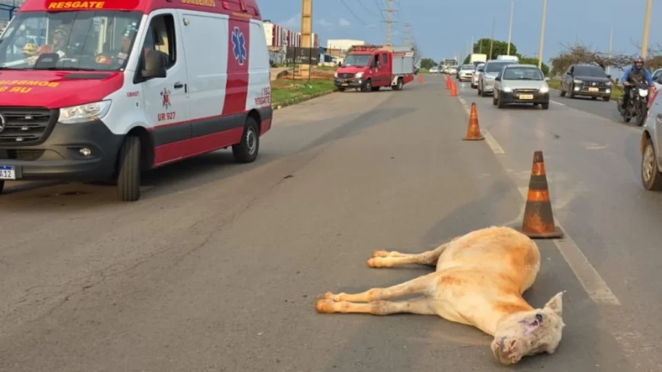 Motociclista fica ferido após colisão com cavalo na BR-060; animal morre