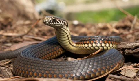 Encontrou uma cobra dentro de casa? Veja o que fazer e o erro que pode colocar sua vida em risco