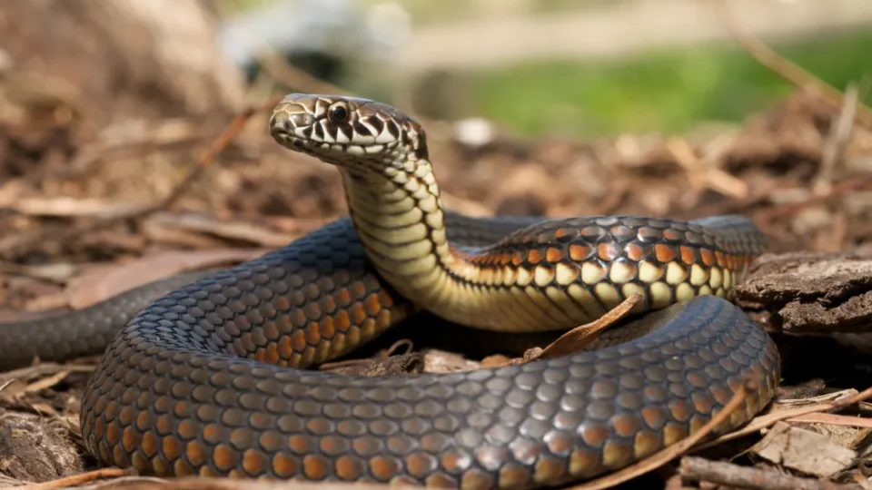 Encontrou uma cobra dentro de casa? Veja o que fazer e o erro que pode colocar sua vida em risco