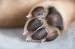 Mulher é condenada a 4 anos e 3 meses por mandar matar cachorro da filha em SC