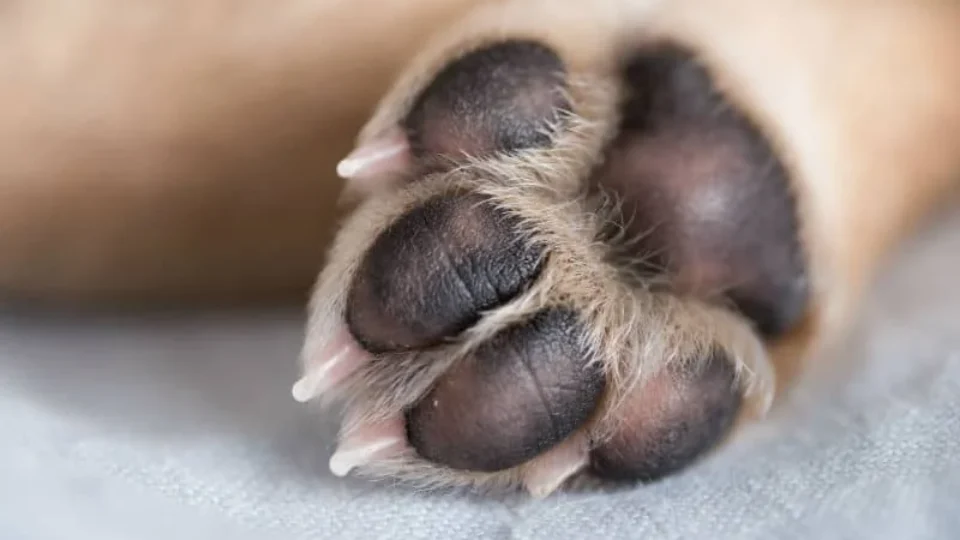 Mulher é condenada a 4 anos e 3 meses por mandar matar cachorro da filha em SC