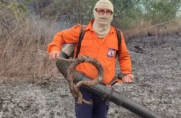 Jiboia é encontrada carbonizada após incêndio atingir área verde em Palmas