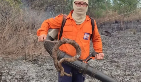 Jiboia é encontrada carbonizada após incêndio atingir área verde em Palmas