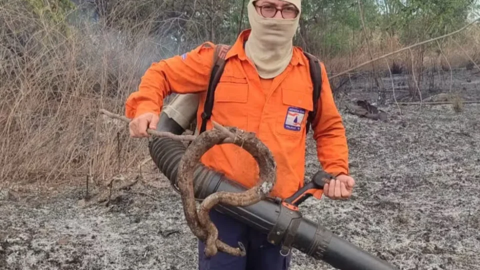 Jiboia é encontrada carbonizada após incêndio atingir área verde em Palmas
