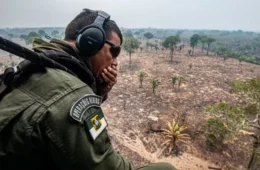 Queimadas avançam no Amazonas e Ibama notifica 725 propriedades rurais