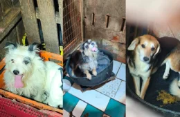 Delegacia de Repressão aos Crimes contra Animais (DRCA) lança campanha de adoção para cães resgatados de maus-tratos