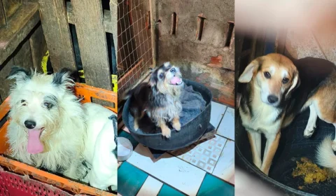 Delegacia de Repressão aos Crimes contra Animais (DRCA) lança campanha de adoção para cães resgatados de maus-tratos