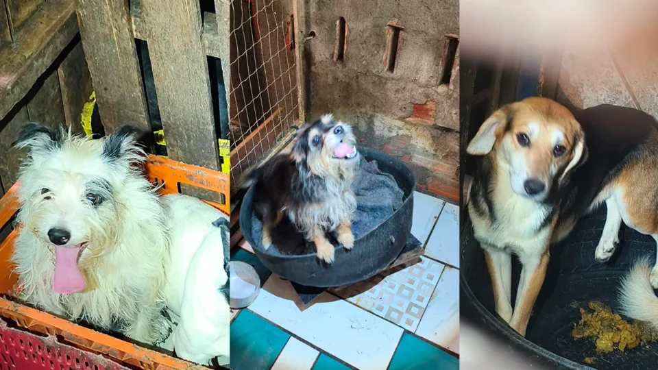 Delegacia de Repressão aos Crimes contra Animais (DRCA) lança campanha de adoção para cães resgatados de maus-tratos