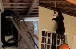 Macaco é resgatado em quintal de casa e devolvido à natureza no Piauí