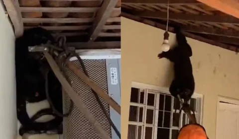 Macaco é resgatado em quintal de casa e devolvido à natureza no Piauí