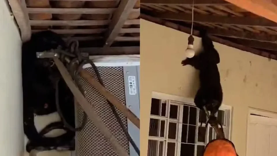 Macaco é resgatado em quintal de casa e devolvido à natureza no Piauí
