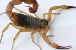 Criança picada por escorpião no Zoológico de Brasília recebe alta no mesmo dia