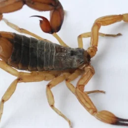 Criança picada por escorpião no Zoológico de Brasília recebe alta no mesmo dia