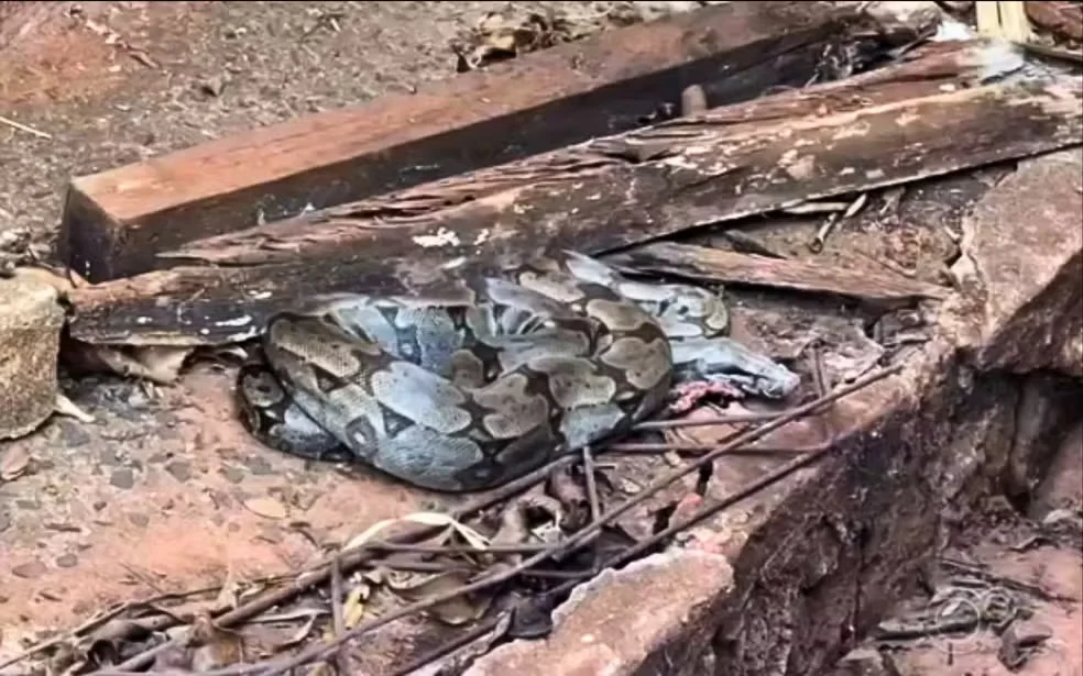 A decisão transformou a visitante em uma espécie de inquilina, embora o animal continue sendo uma serpente silvestre que circula livremente pela propriedade.