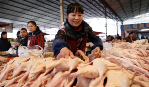 China amplia produção de frango e ameaça disputar mercado dominado pelo Brasil